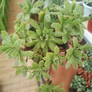 Aeonium cv Catlin Minor