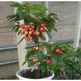 Cây Giống Cherry Anh Đào