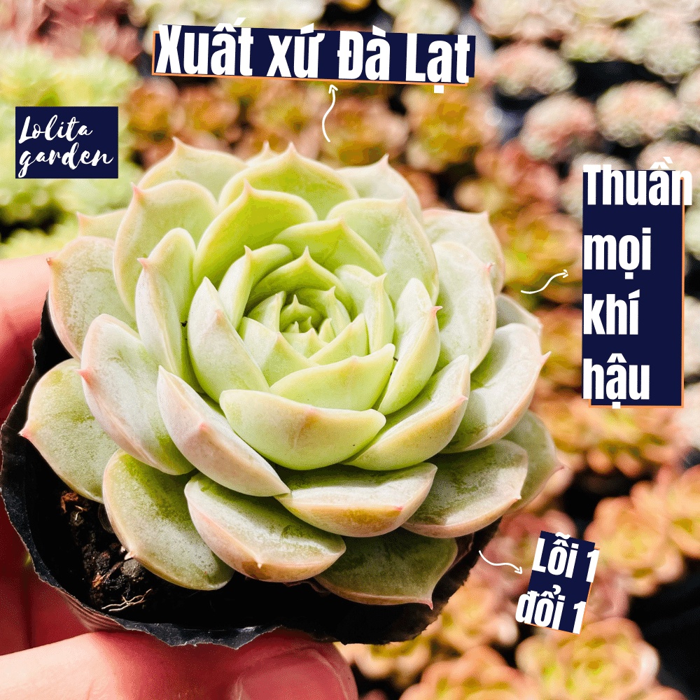 Sen đá ngọc bích Đà Lạt size bé cây cảnh trang trí nhà cửa Lolita garden