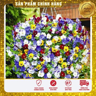 Hạt Giống Hoa Pansy Mix 100 Hạt