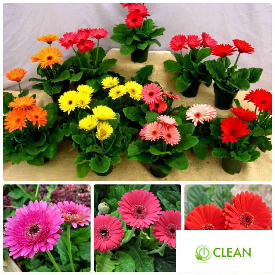 Gói 100 Hạt Giống Hoa Đồng Tiền Kép Lùn - Mix (Gerbera)