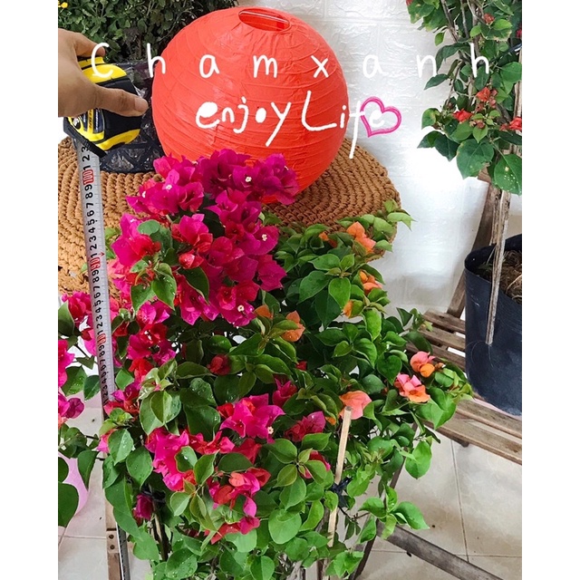 Hoa giấy nhiều màu cao 90cm cây thật