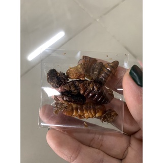 1k nhộng sữa sấy - thức ăn cho hamster