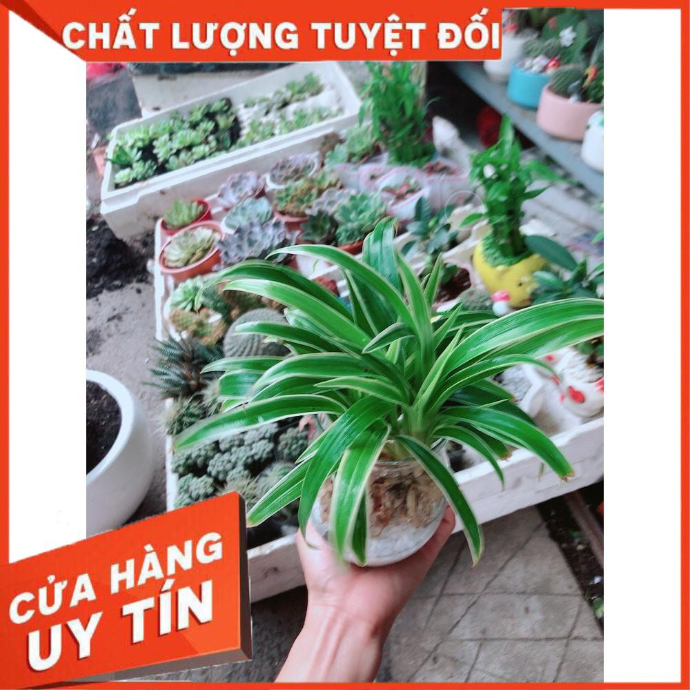 Chậu Lan Chi Thủy Sinh Nhiều Người Mua (Dây Nhện)