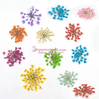 Hoa tuyết khô làm resin, nguyên liệu handmade - trang trí móng