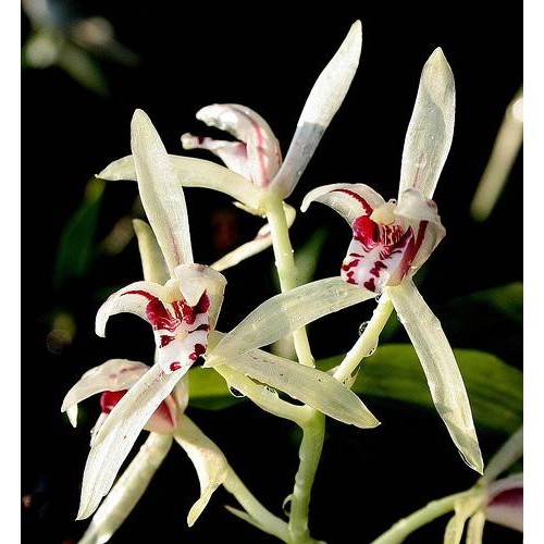 COMBO 5 THÂN ĐỊA LAN KIẾM TƯƠNG TƯ HỒNG TÂY BẮC-một loài lan vô cùng quý hiếm, hoa đẹp, hoa quý nhất vùng tây bắc