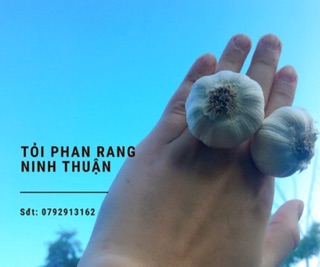 Tỏi chùm Phan Rang