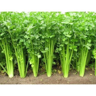 Gói 5 gr hạt giống rau cần tây