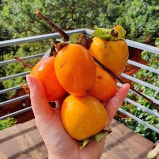 Cây giống hồng giòn Đà Lạt