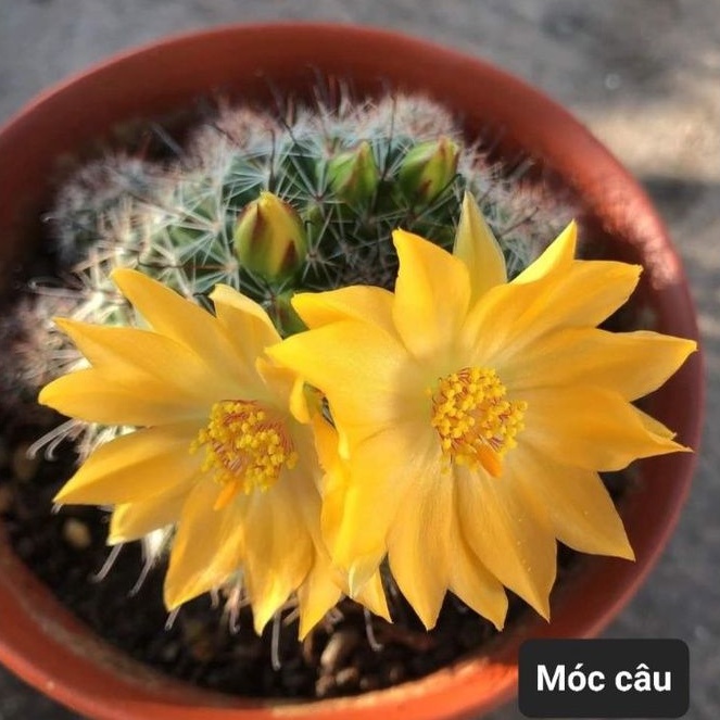 Combo 10 loại xương rồng mini