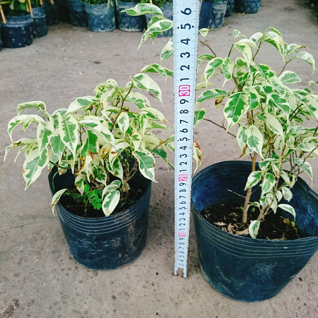Cây Si Bonsai Cẩm Thạch - cây cảnh bonsai - caykiengsadec