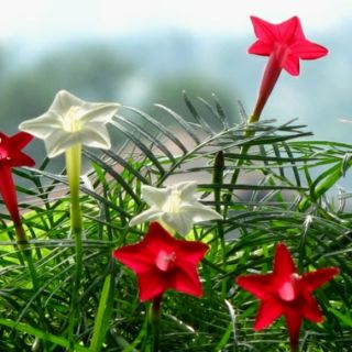 Hạt giống Tóc Tiên