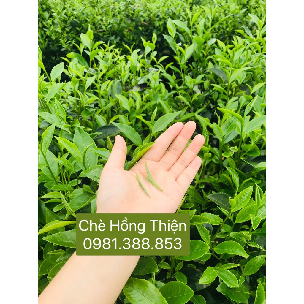 500g Chè Thái Nguyên - Tôm Nõn cao cấp 4 ** ĐÓNG HỘP QUÀ BIẾU