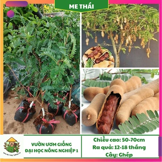 Cây giống me thái f1, giống me ngọt đại học nông nghiệp 1, cây me thái ghép cao 30cm - 40cm