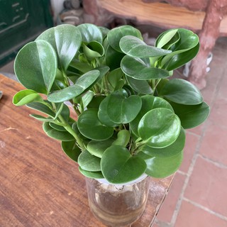 [Cây Thuỷ Sinh] Cây trường sinh thuỷ sinh cao 15cm, cây xum xuê nhiều thân nhánh xanh mướt quanh năm, trang trí để bàn