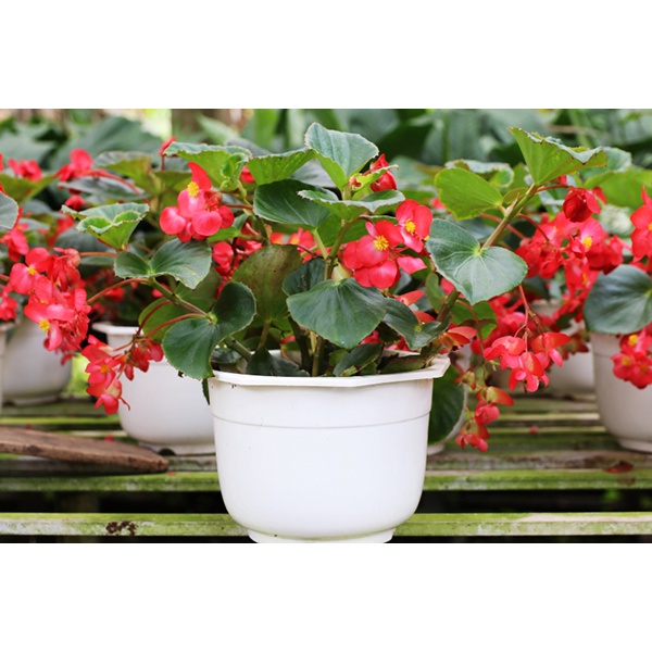 30H - HẠT GIỐNG HOA THU HẢI ĐƯỜNG - TẶNG KÈM HƯỚNG DƯƠNG SIÊU BÔNG F1 và kích mầm