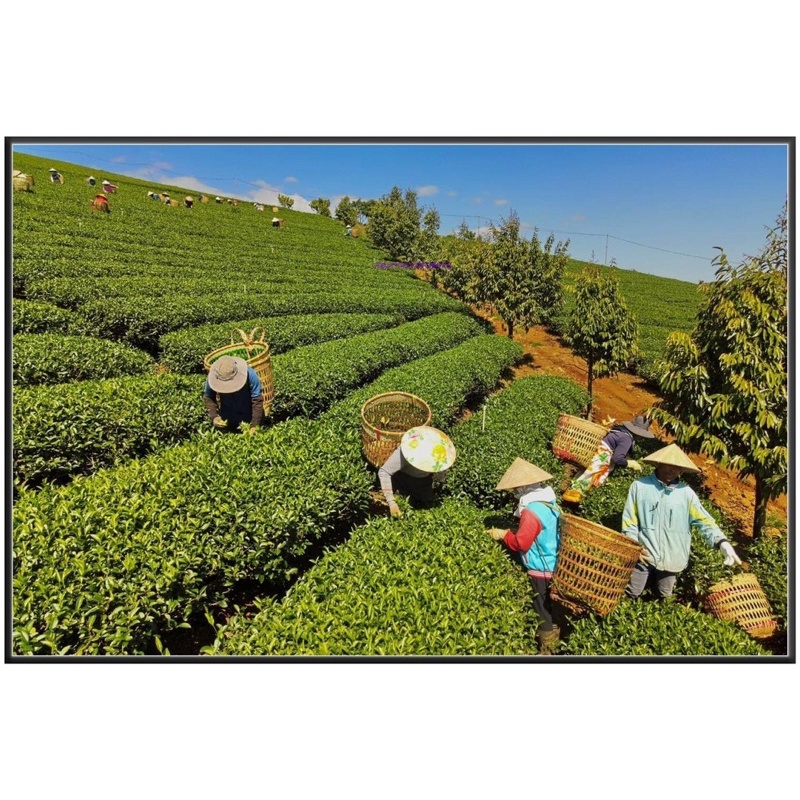 Trà Thiết Quan Âm xanh trà  hảo hạn.hương hoa lan thuần