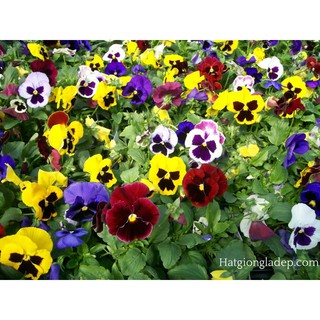 Hạt Giống Hoa Pansy Mix