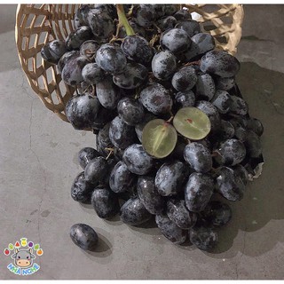 Nho Đen Mỹ Không Hạt - Black Seedless Grapes