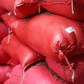 Hạt dưa Tân Ký 10kg