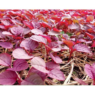 3000 hạt giống rau dền đỏ, dể trồng đạt năng suất cao