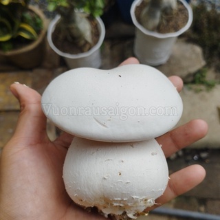 Phôi nấm hoàng đế - phôi trồng nấm Milky TP HCM