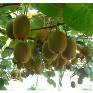 [HOT] Hạt Giống Quả Kiwi VIP ( 20 Hạt)