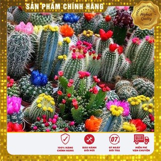 15 Hạt giống Xương rồng mix (tặng gói Kích nẩy mầm và Hướng dẫn) VIETSEED
