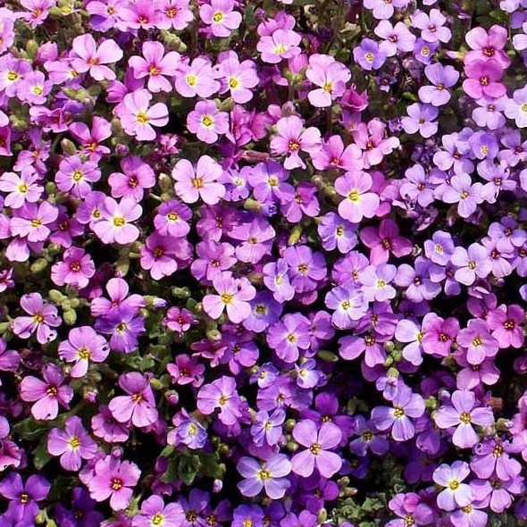 50h Hạt Giống Hoa Leo Đá Lâu Năm Chịu Hạn Aubrieta luckyseed hạt siêu rẻ