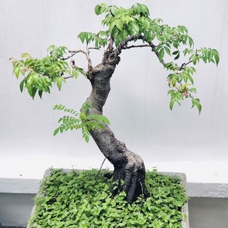 Hạt giống cây Khế Bonsai - 5 Hạt