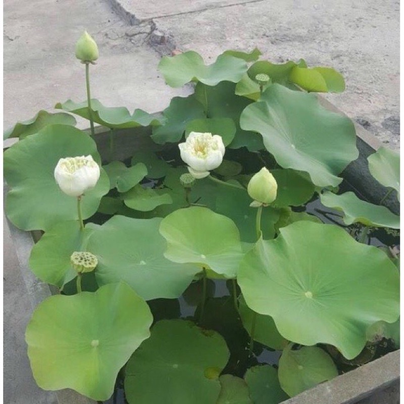 Đã cắt đầu gói 4 hạt sen bách diệp màu trắng nảy mầm 100%