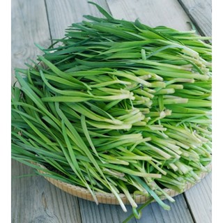 Hạt giống lá hẹ ta