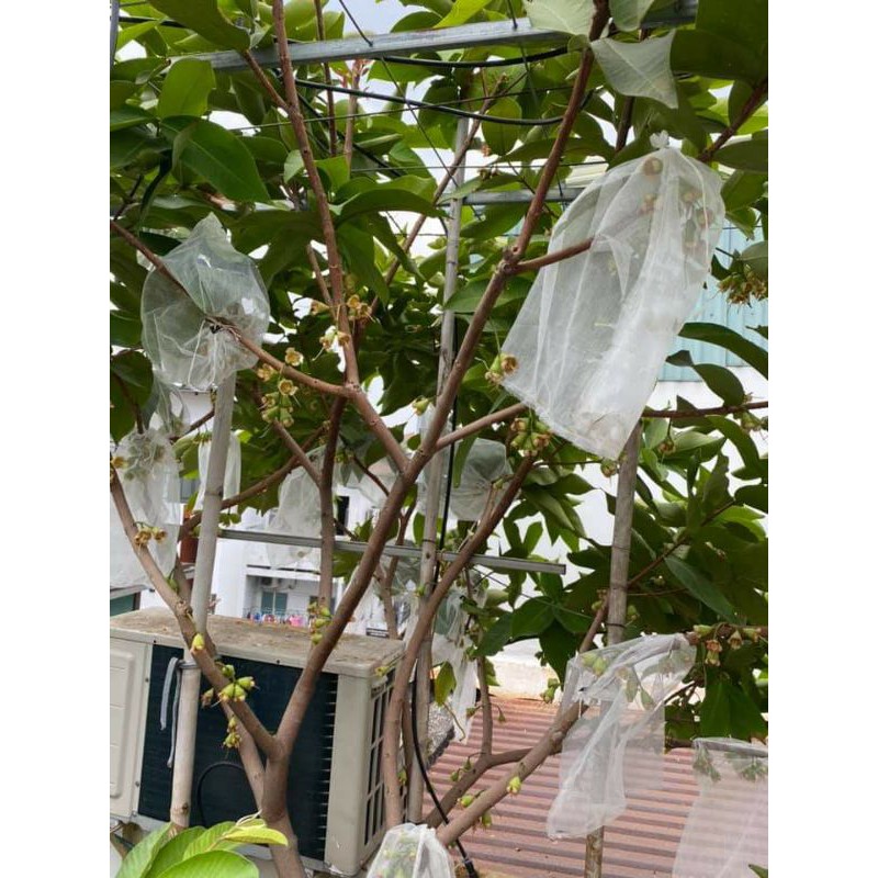 Mận  An phước...2 tuổi đang trái.