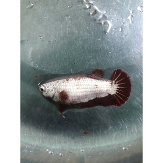 BETTA MÁI RỒNG ĐỎ