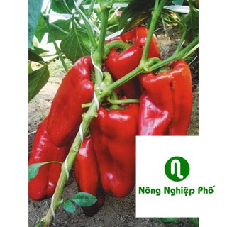 gói 30 hạt giống ớt ngọt trái dài PHUNONG