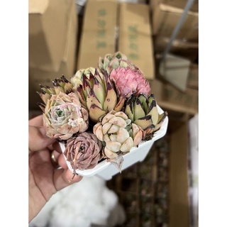 SEN ĐÁ HÀN MIX VỈ 9 cây 1 chậu