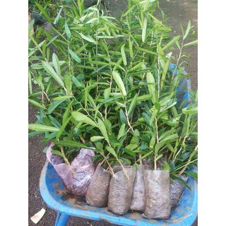 Cây giống xáo tam phân