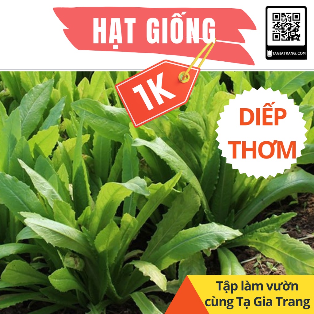 Deal 1K - 50 hạt giống rau diếp thơm - Tập làm vườn cùng Tạ Gia Trang