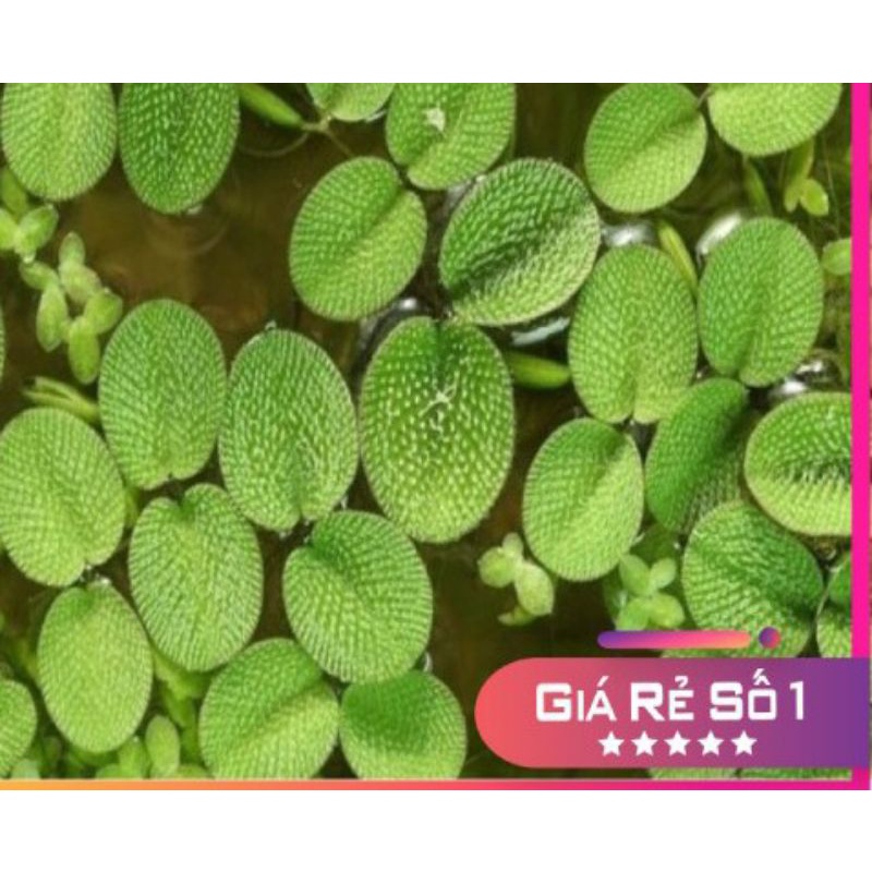 BÈO TAI CHUỘT LÁ NHỎ 10CÂY