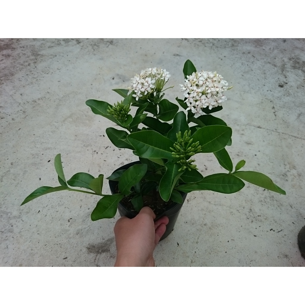 Cây Mẫu Đơn Trắng  - cây bông trang trắng