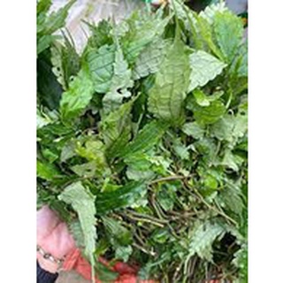 Lá đắng ( lá cơm kìa rừng Tây Bắc ) Túi 500gr