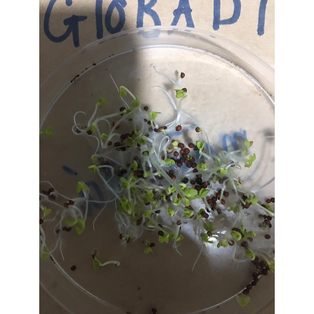 Hạt cải mèo xanh không lông 50 gram nảy mầm 98%