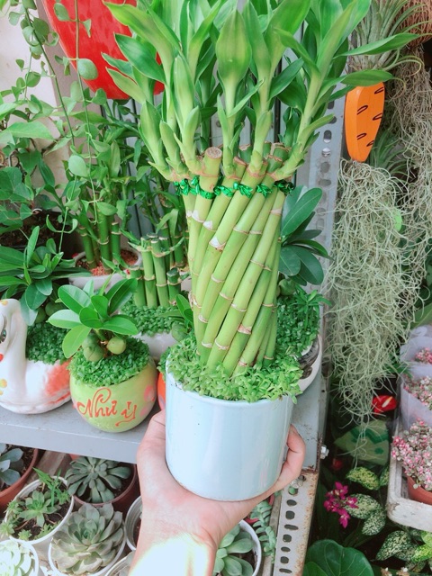 Chậu Trúc Phát Tài