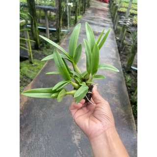 Denro mini giống 2 màu lựa được