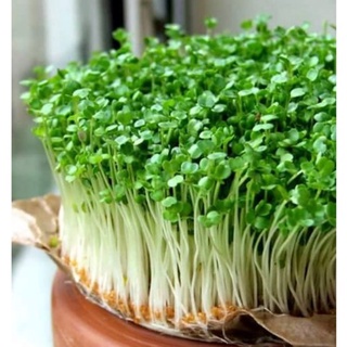 100g Hạt giống mầm cải ngọt