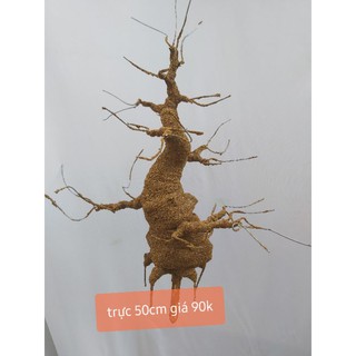 GỐC BONSAI DÁNG TRỰC CAO 50CM làm cây mai cây đào giả