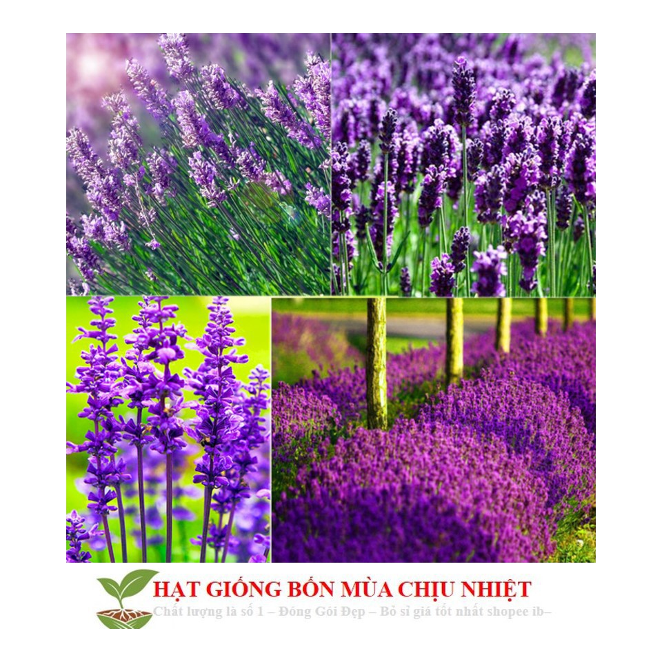 Hạt giống hoa oải hương pháp (lavender tuyết) ĐẾN MÙA TRỒNG TẾT