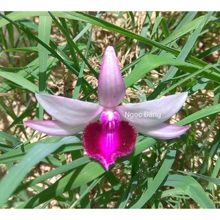 hoa lan giả hạc Bệt Ma bó
