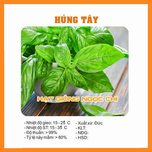 Hạt Giống Rau Húng Tây (Rau Ăn Ghém, Ăn Sống) - 1Gr