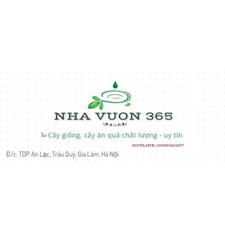 Cây giống cau lùn (ảnh thật tại vườn)